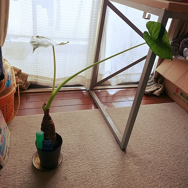 lilyさんの実例写真