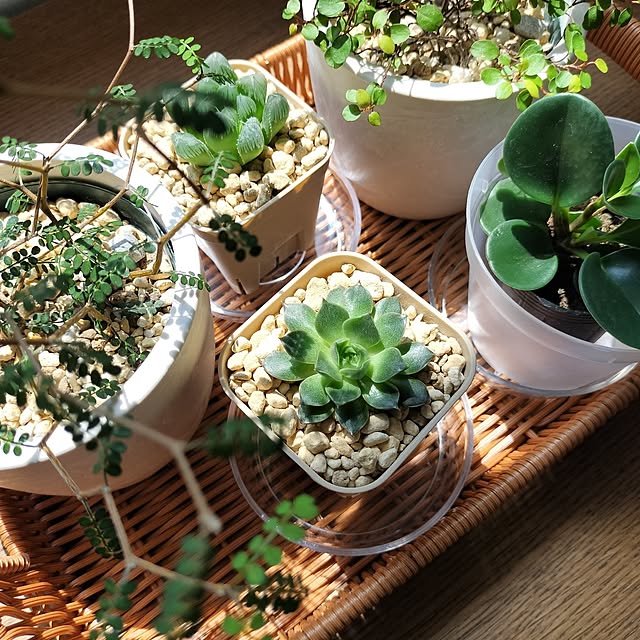 pecoさんの部屋
