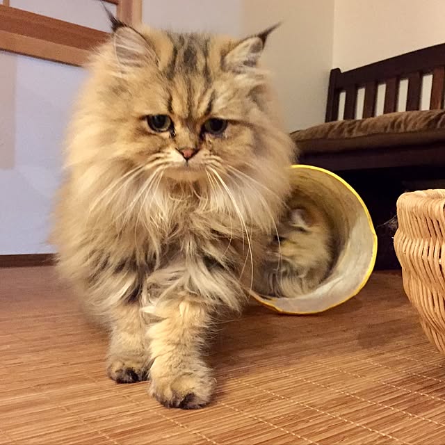 butachanさんの実例写真
