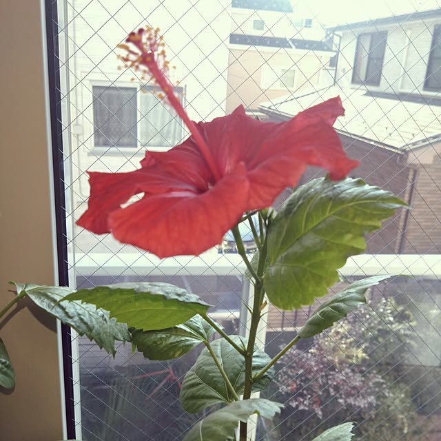 NAOKIさんの部屋