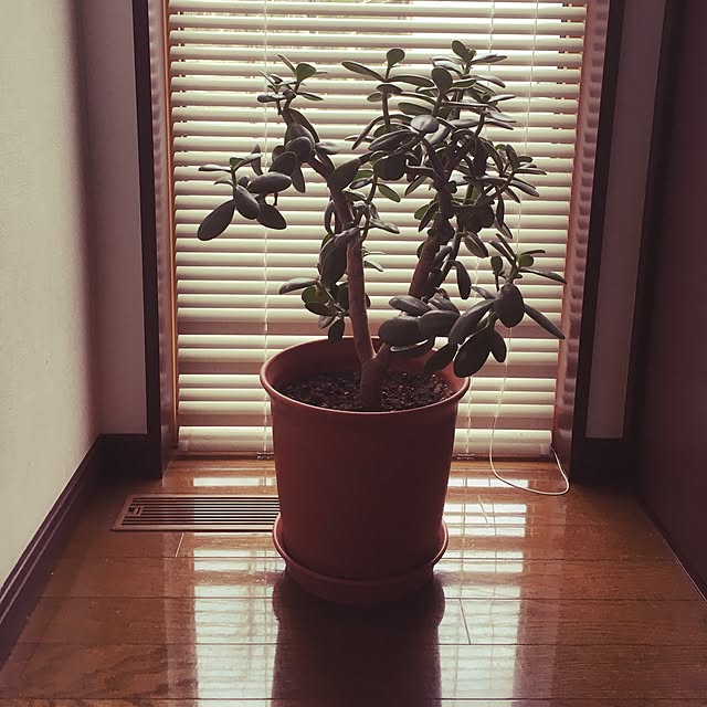 youri.pitiさんの実例写真