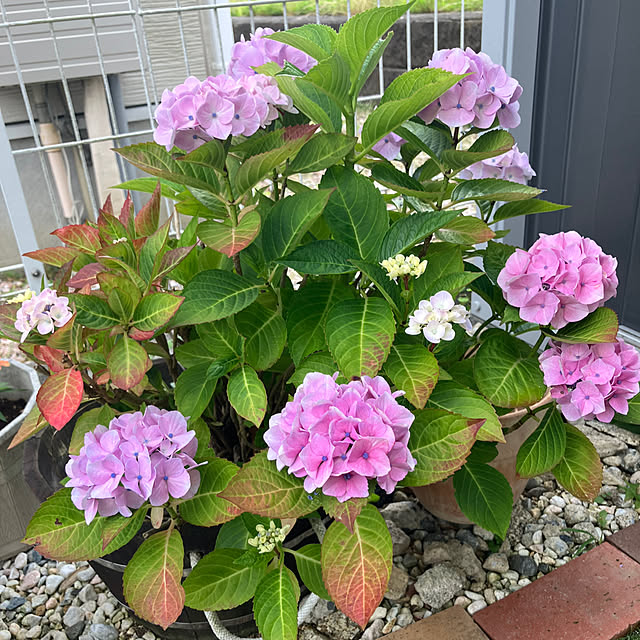 Rikimaさんの部屋