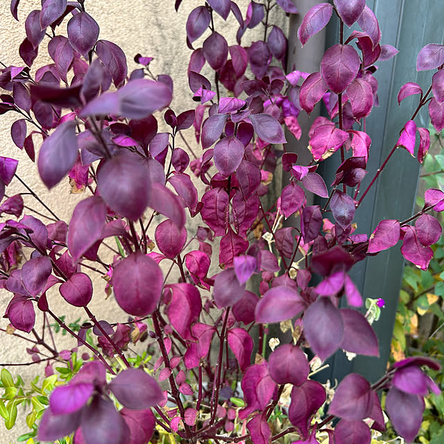 fumikoiさんの実例写真