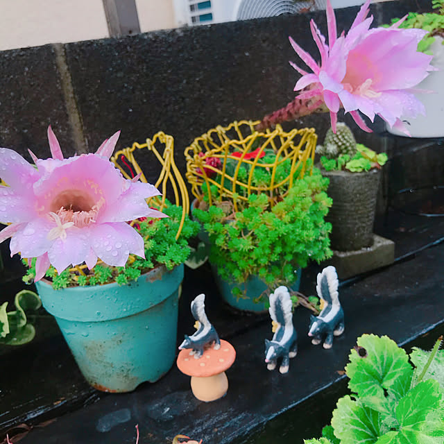 portulacaさんの実例写真