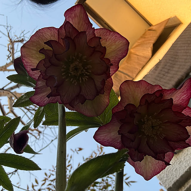 mamizaさんの部屋