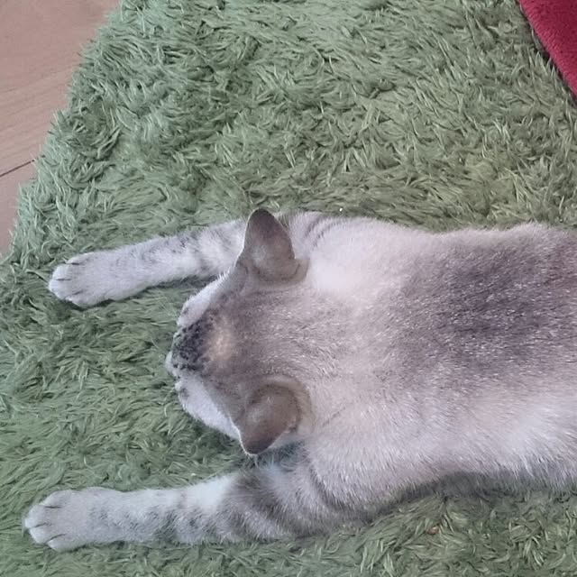 hoshiさんの実例写真