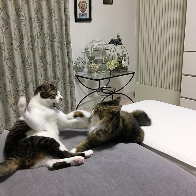 yuchiさんの実例写真