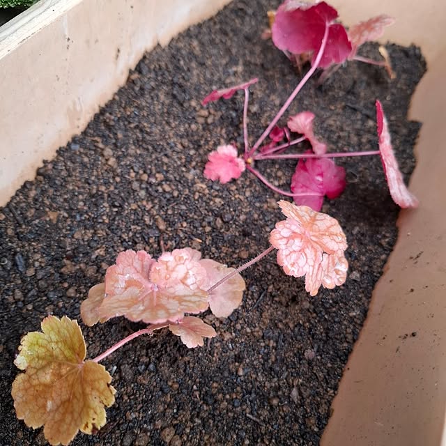 midoriさんの部屋