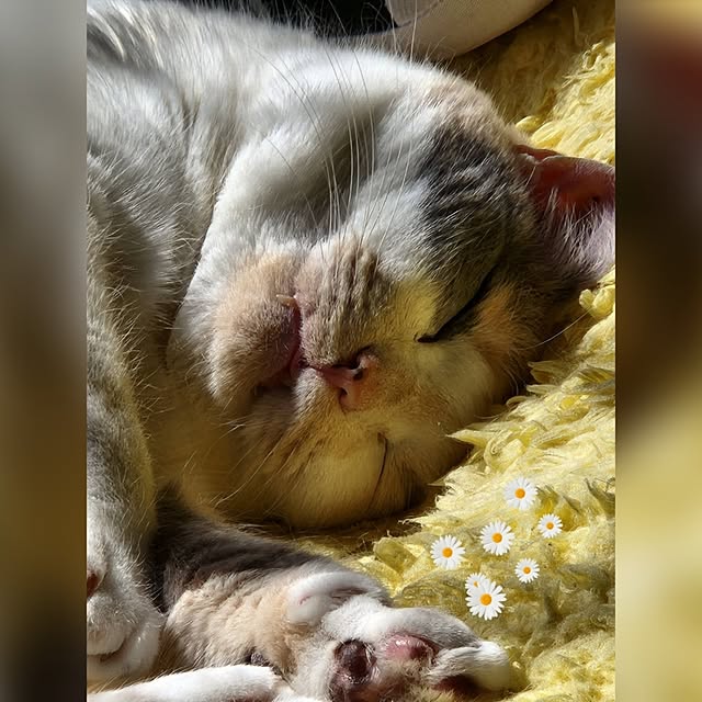 kumutanさんの実例写真