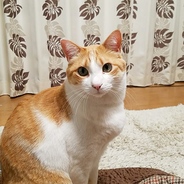 Kinanさんの実例写真