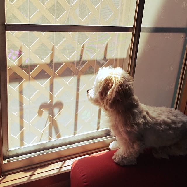 ichichiさんの実例写真