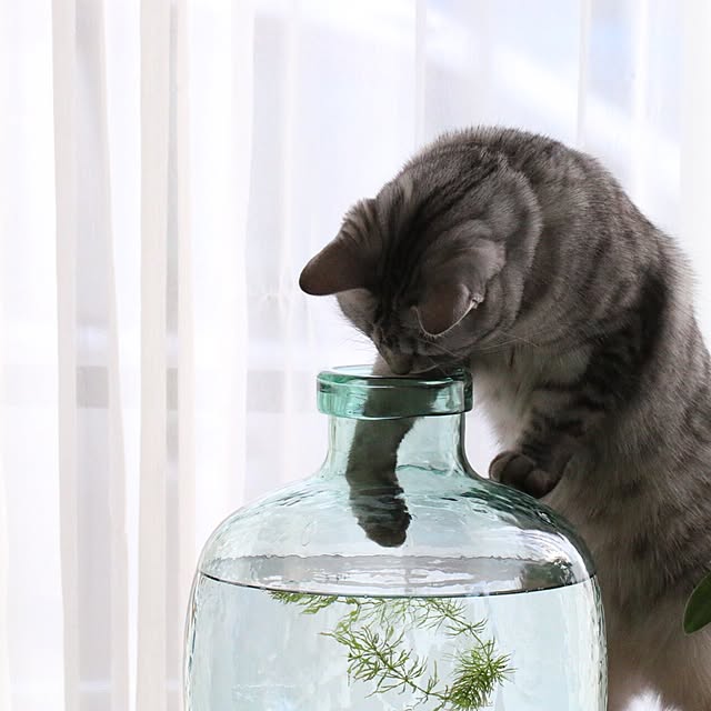 miiさんの実例写真