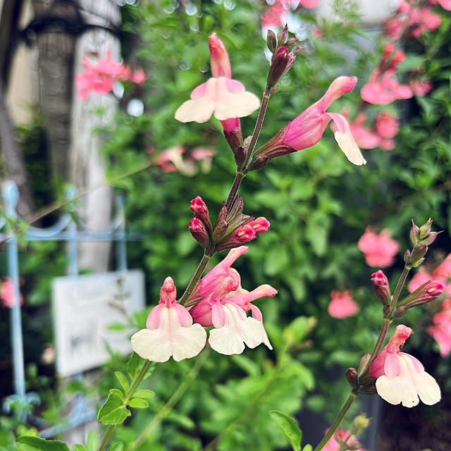 yukarin-gardenさんの実例写真