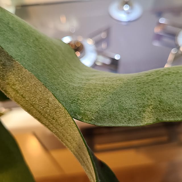 Rubiconさんの部屋