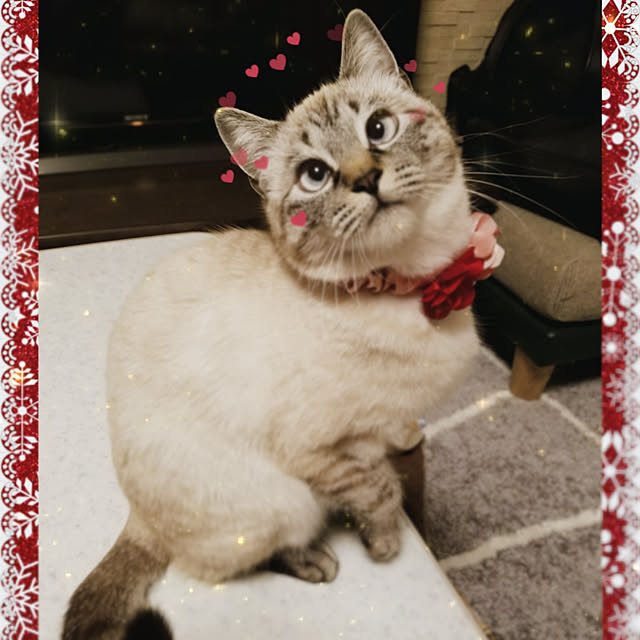 kikku2528さんの実例写真