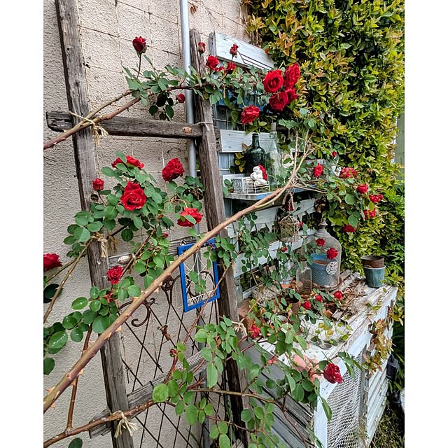 ElegantiqueFlowerさんの部屋
