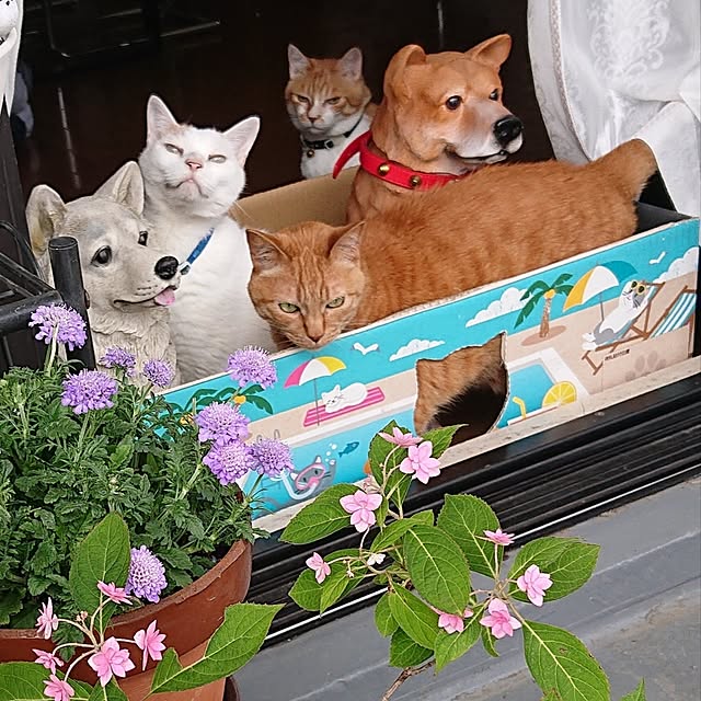 NOAHさんの実例写真