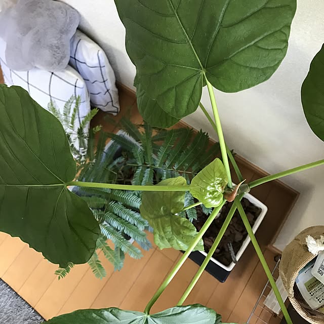 powakyonさんの実例写真