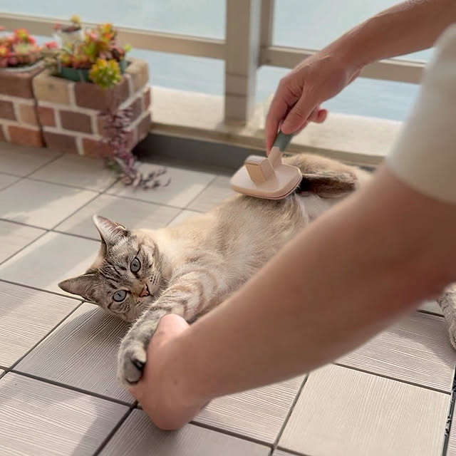 amさんの実例写真