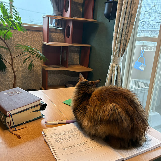 nekohagu2022さんの実例写真