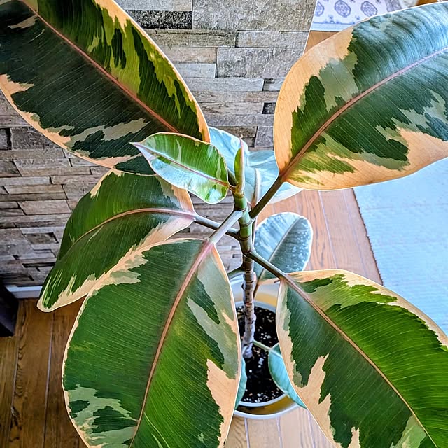 Renさんの実例写真