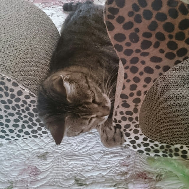 lilyさんの実例写真
