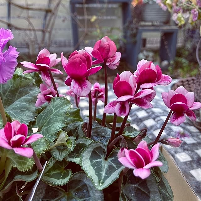 min_nimさんの実例写真