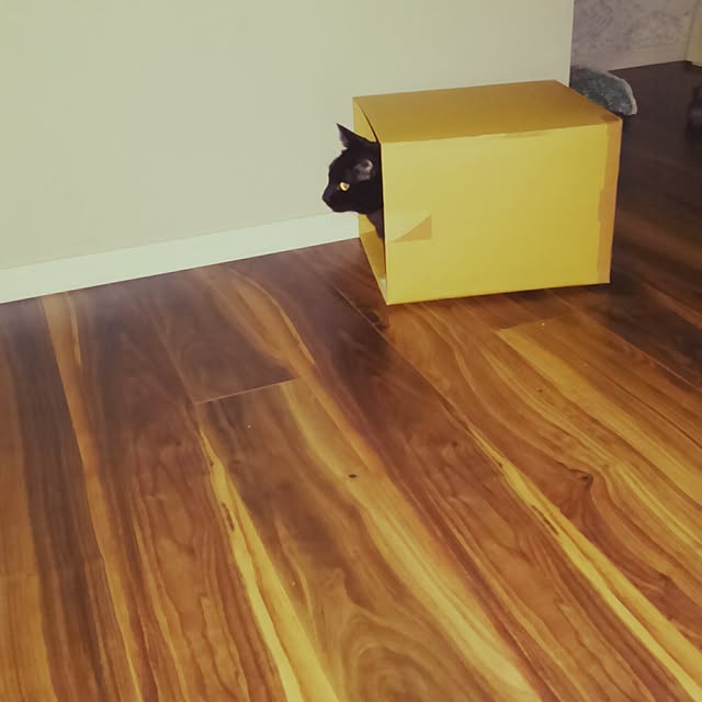 zenoさんの実例写真