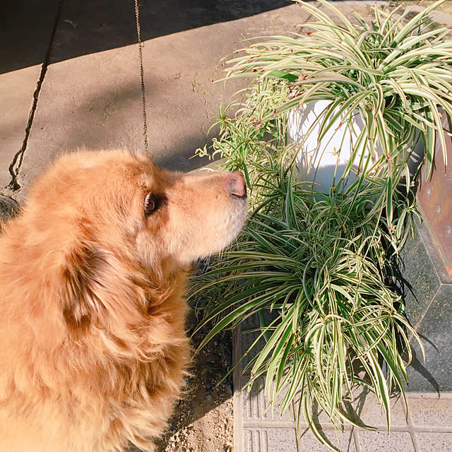yoikoさんの実例写真