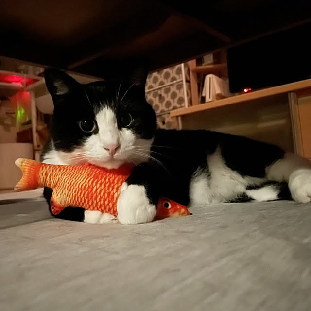 koromaroさんの実例写真