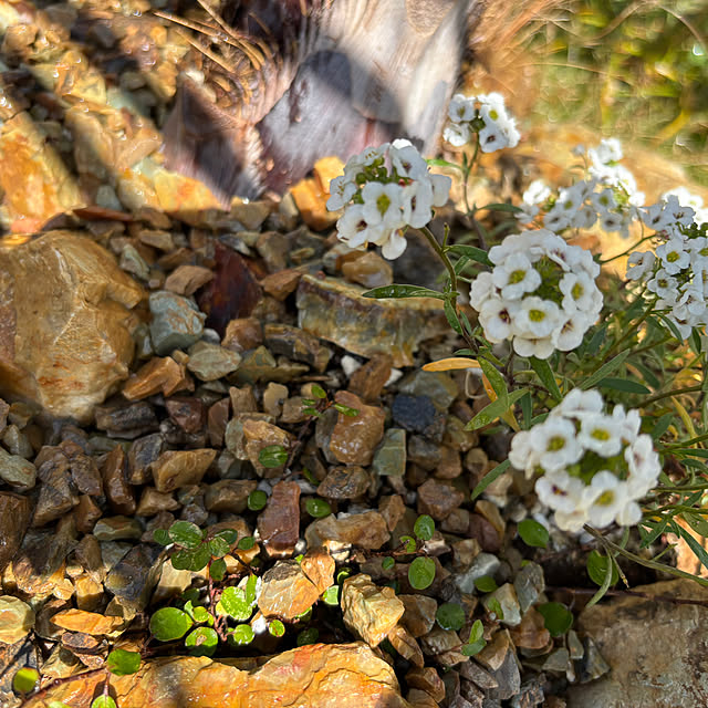 bonjiri0824さんの実例写真