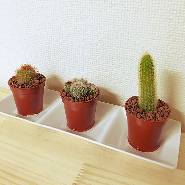 miniさんの実例写真