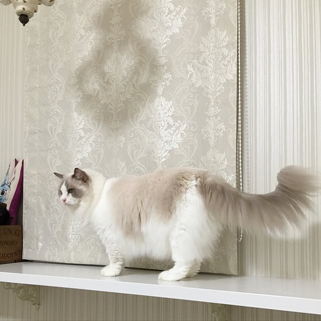 yuchiさんの実例写真