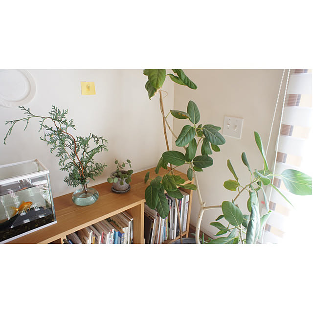 フィカスベンガレンシス/スタッキングシェルフ/植物のある暮らし/ローコスト住宅/植物...などのインテリア実例 - 2023-02-20 12:56:52