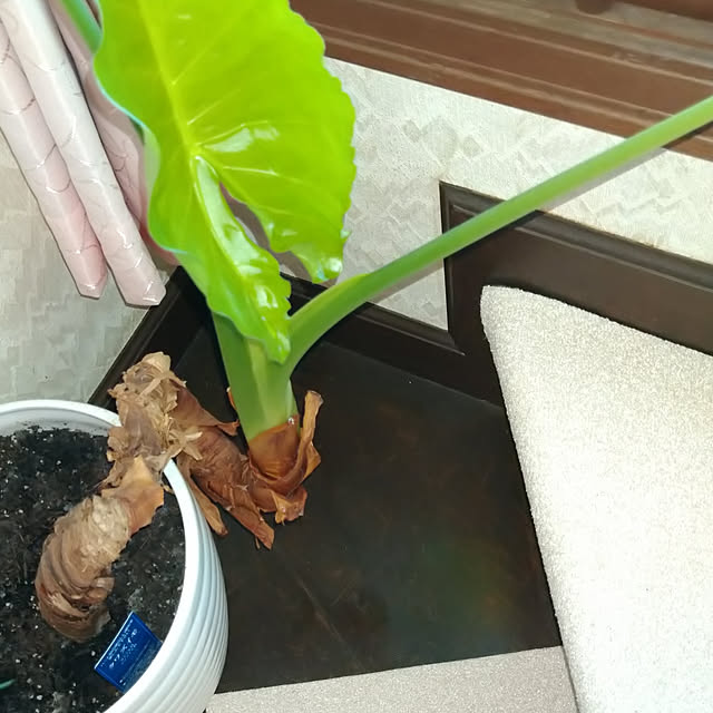Tさんの実例写真
