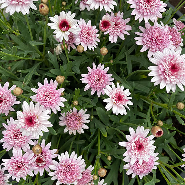 ronronさんの実例写真