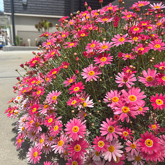 asさんの実例写真