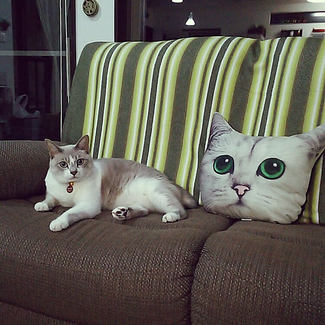 bonkiyoさんの実例写真