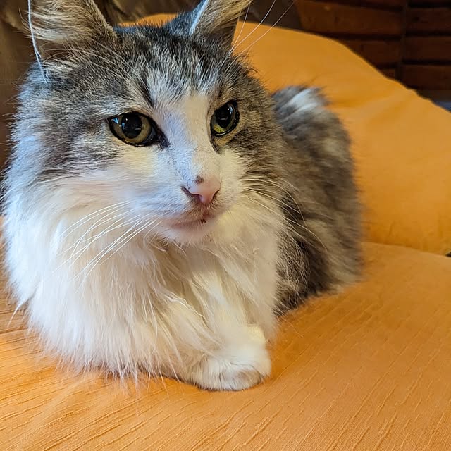 ponさんの実例写真