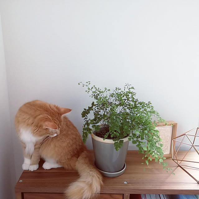 pinokoさんの実例写真