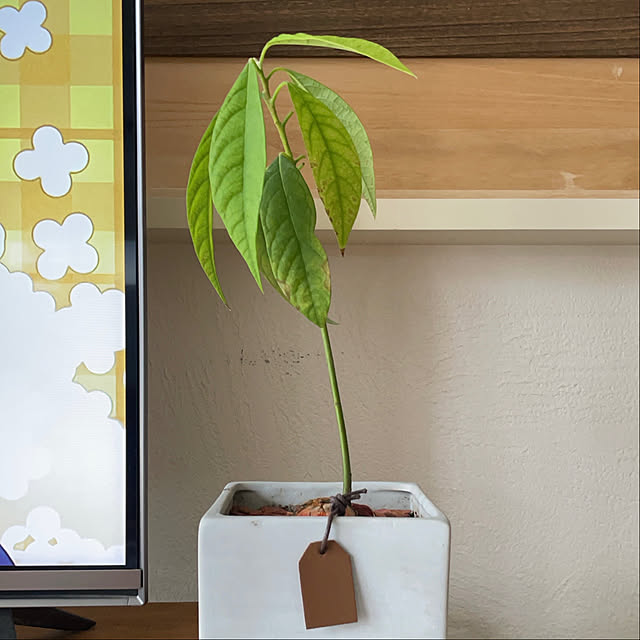 adamoさんの部屋