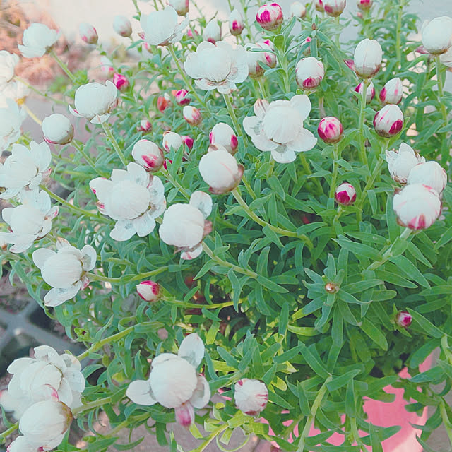 ksyf-naturalさんの実例写真