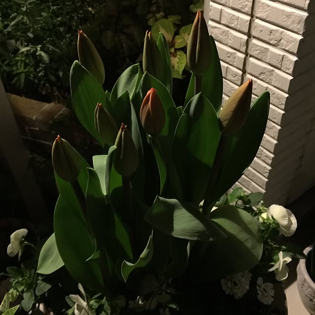 suzyさんの実例写真