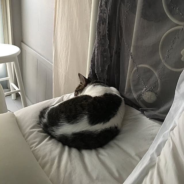 Shihoさんの実例写真