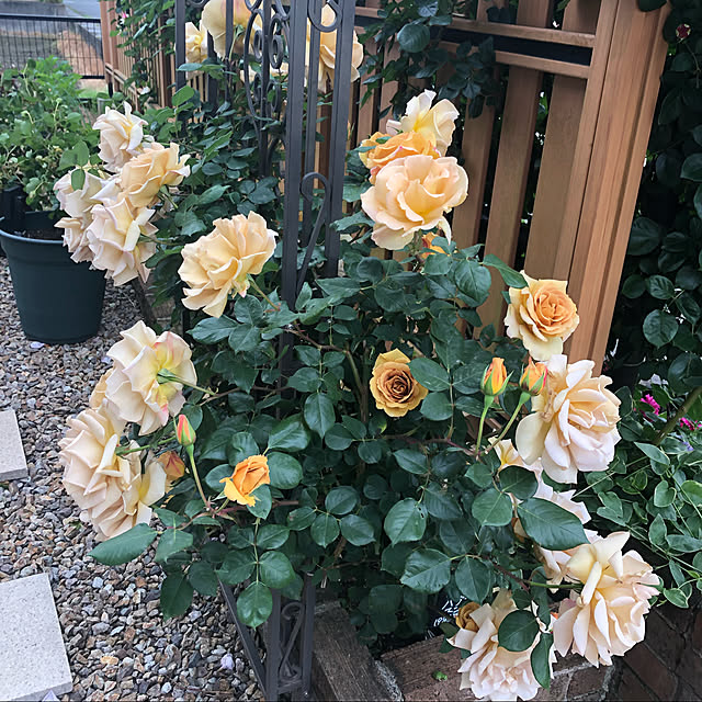 saoriさんの実例写真