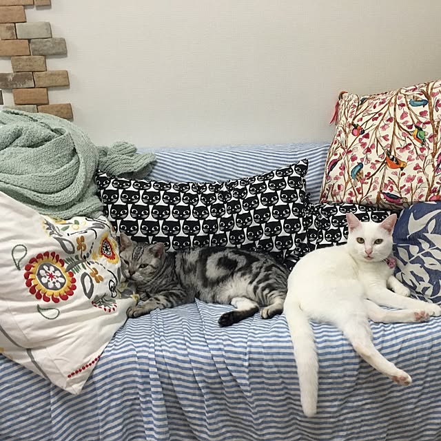 ameyukiさんの実例写真