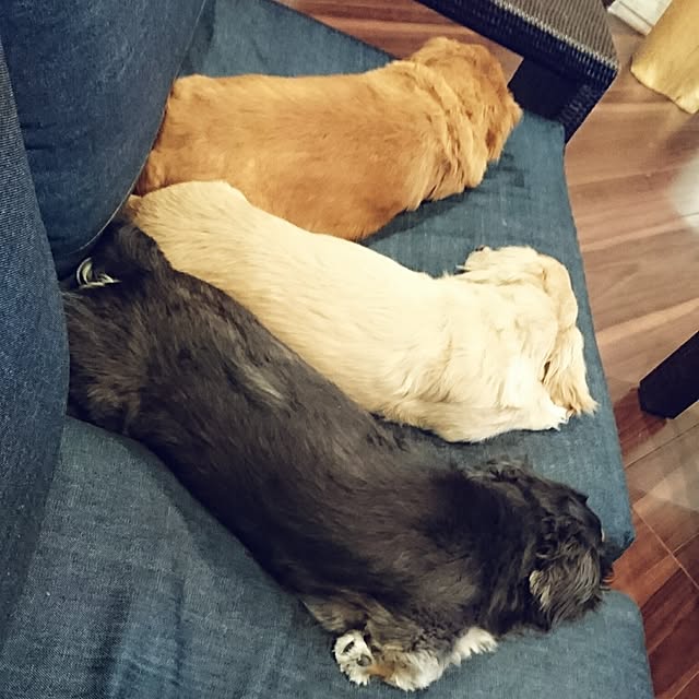 cocosorasakuさんの実例写真