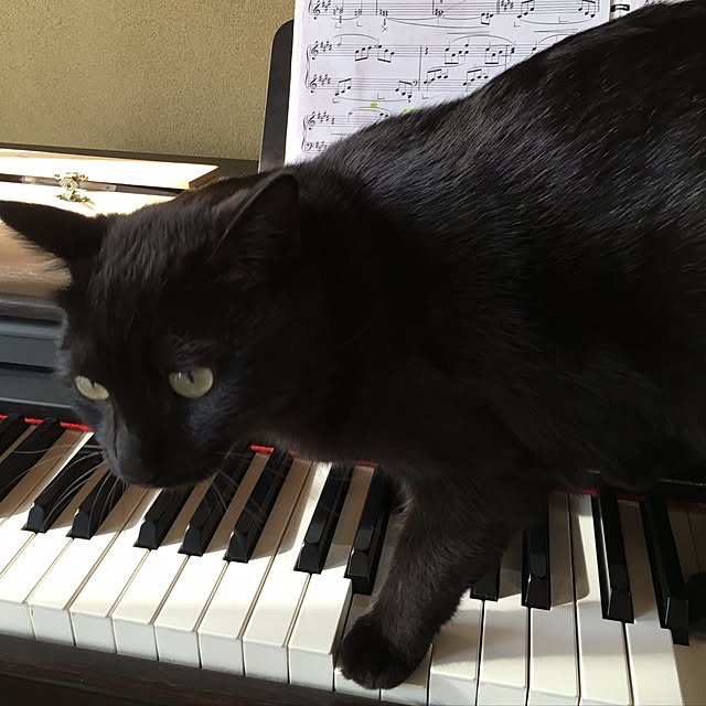 miyuさんの実例写真