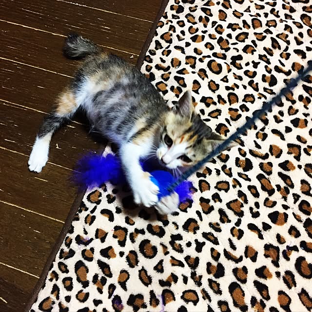 vivienne.coco-keiさんの実例写真