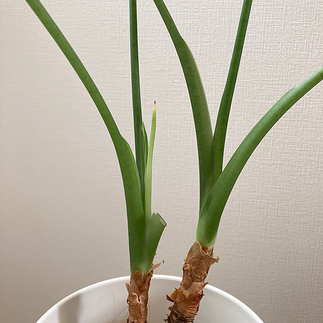 suna_kitsuneさんの部屋
